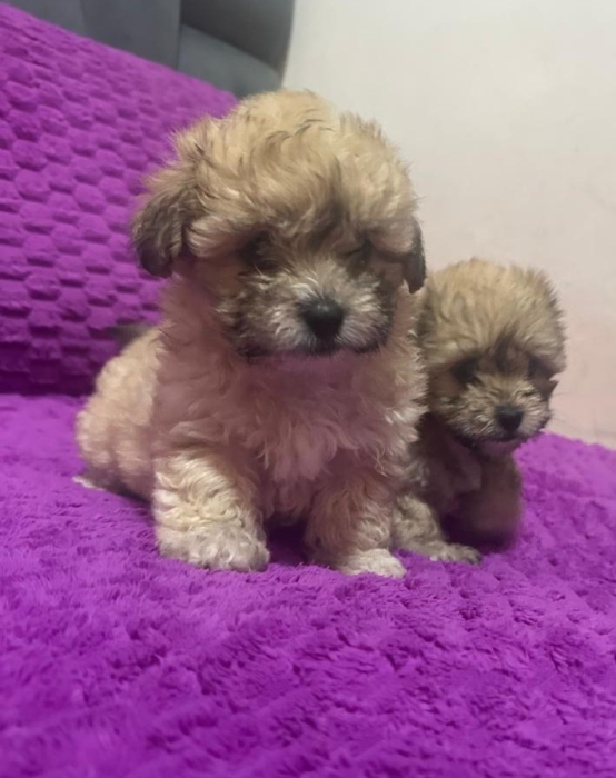 Bichon havanais