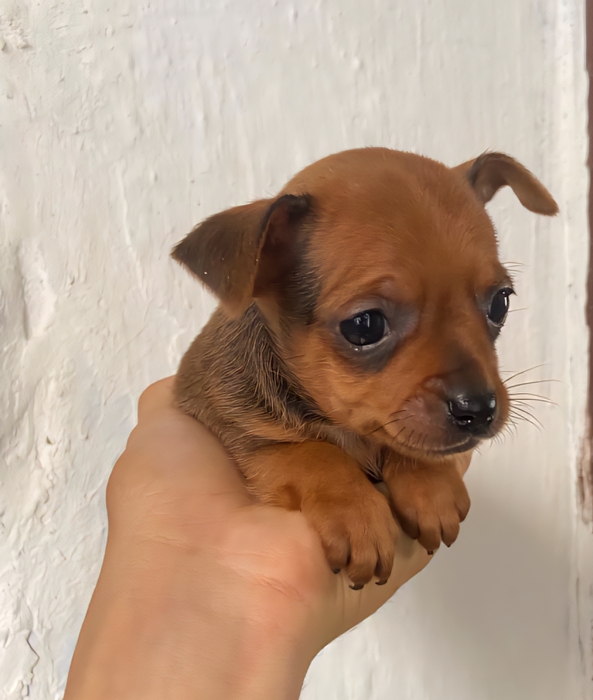 Pinscher