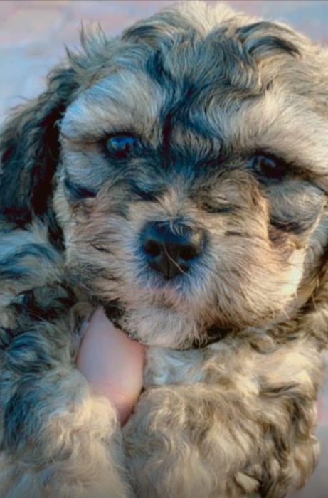 Bichon havanais