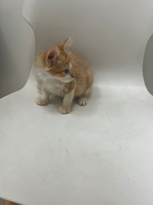 Adoption
