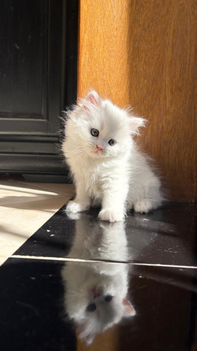 Scottish fold , Highland Straight