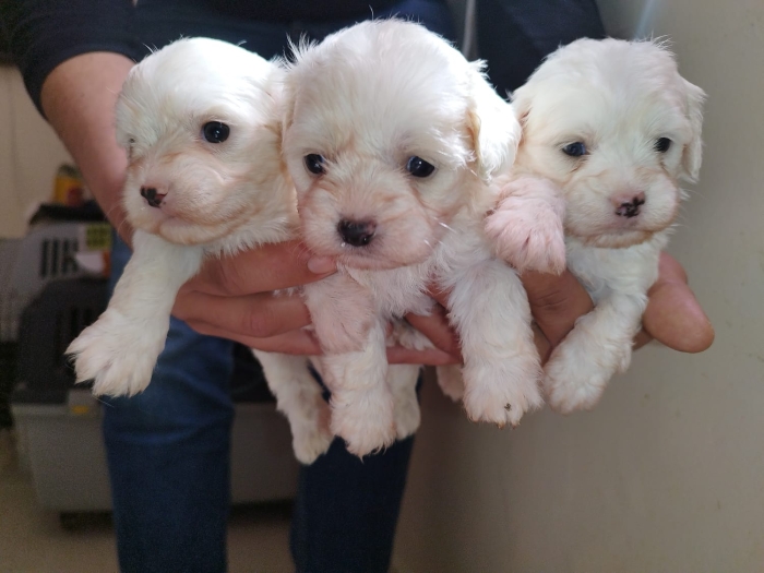 Bichon maltais nain