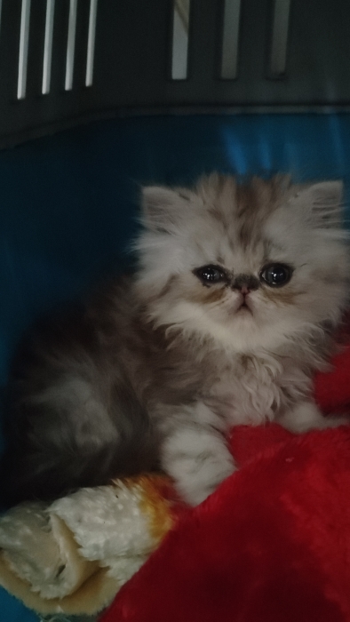 Chat persan male