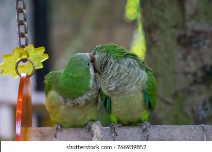quaker parrot couple