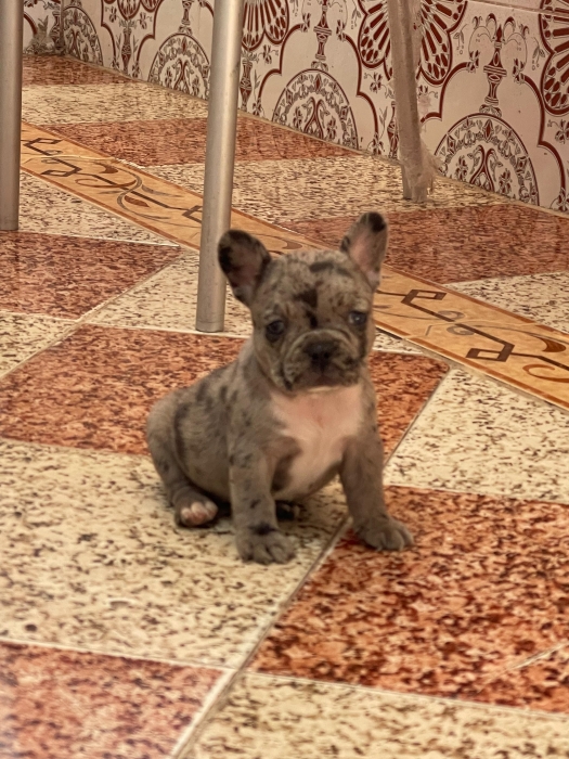 bulldog francais