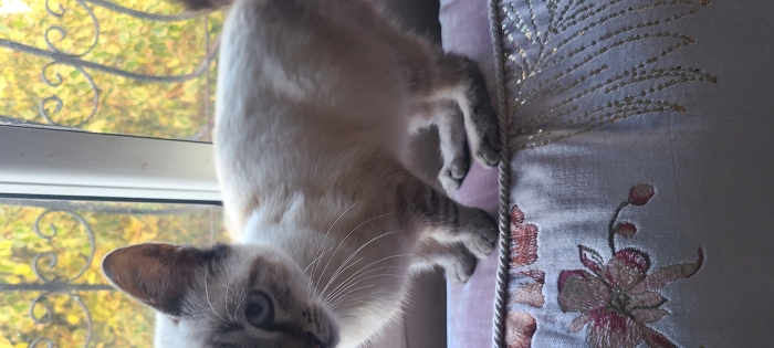 Femelle SIamois 3 mois adoption