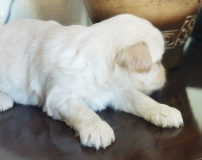 Bichon