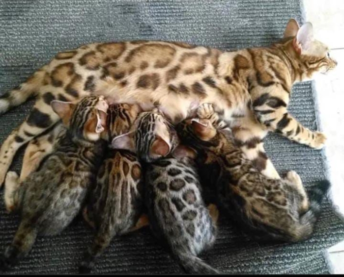 Bengal