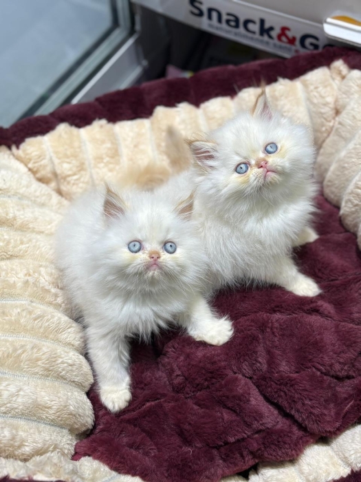 Persan chaton
