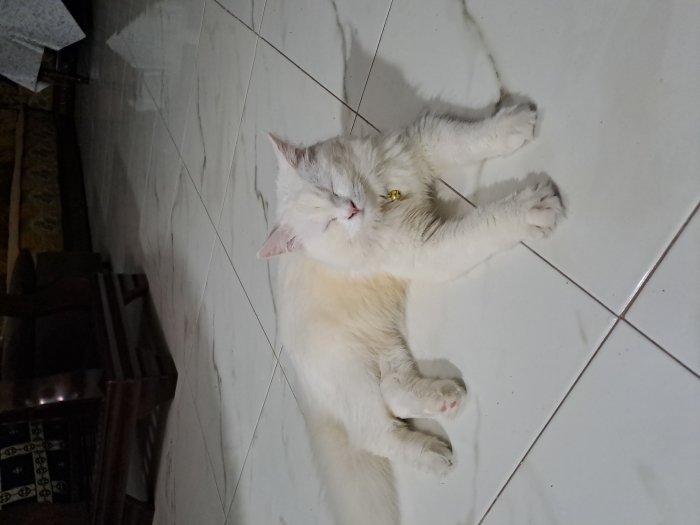 Chatte 6 mois maman persan pere angora