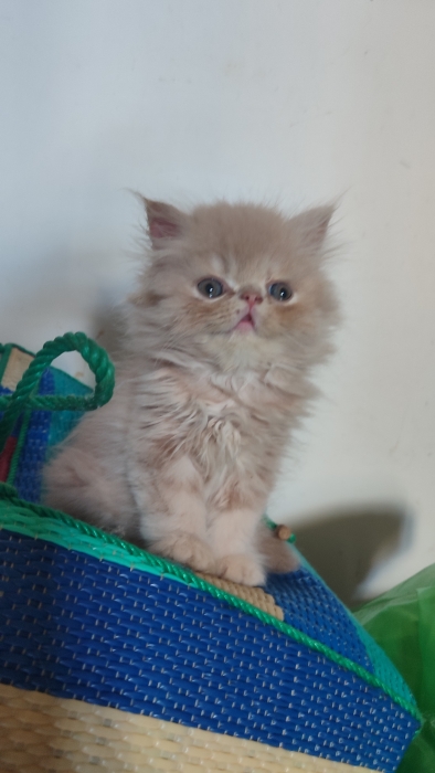 Chaton mâle persan