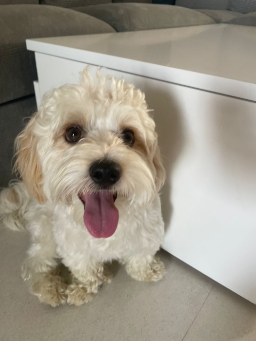 Bichon havanais