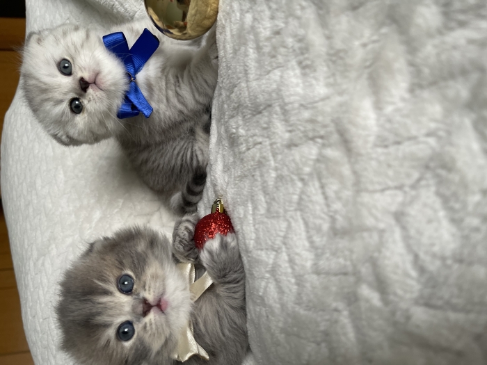 Chatons scottish folds