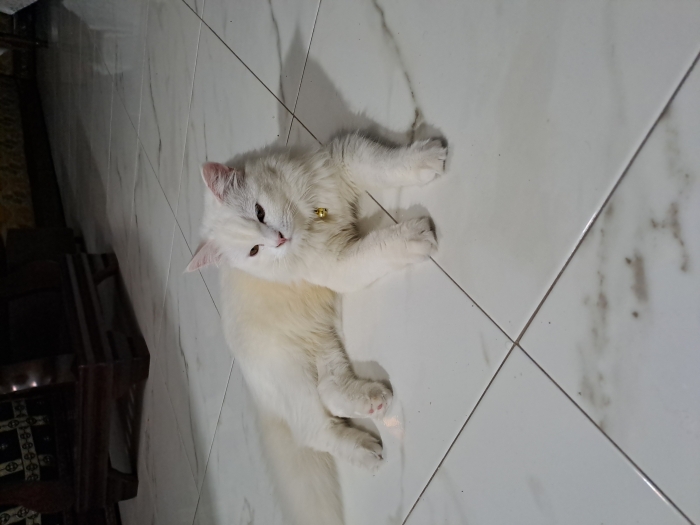 Chatte 6 mois maman persan pere angora