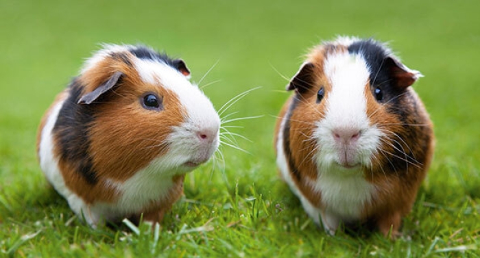 🐹 Cochons d'Inde en excellente santé