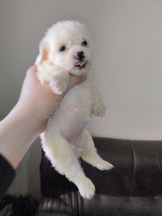 Bichon maltais