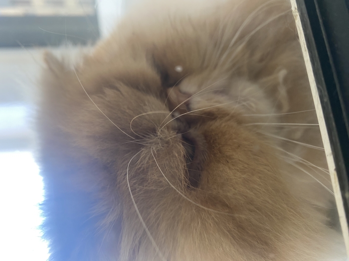 Chat persan pour accouplement