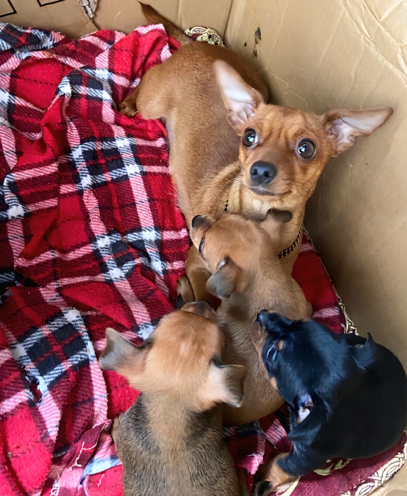 Pinscher