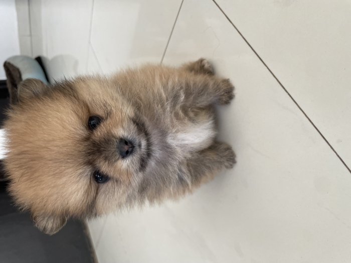 pomeranian