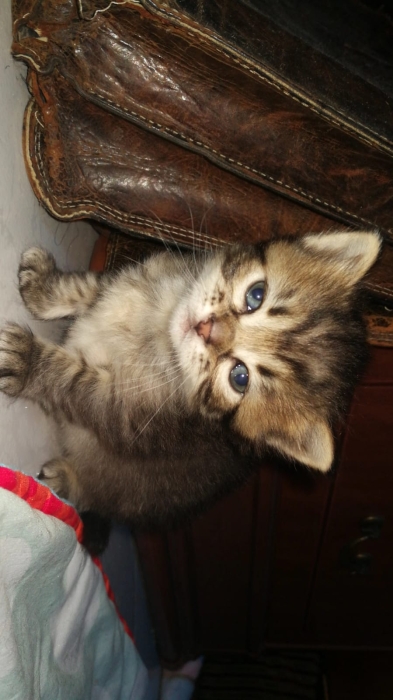 ! Chatons a robe Norvégienes gratuit ! 🐾