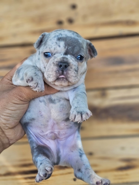 Bulldog Français