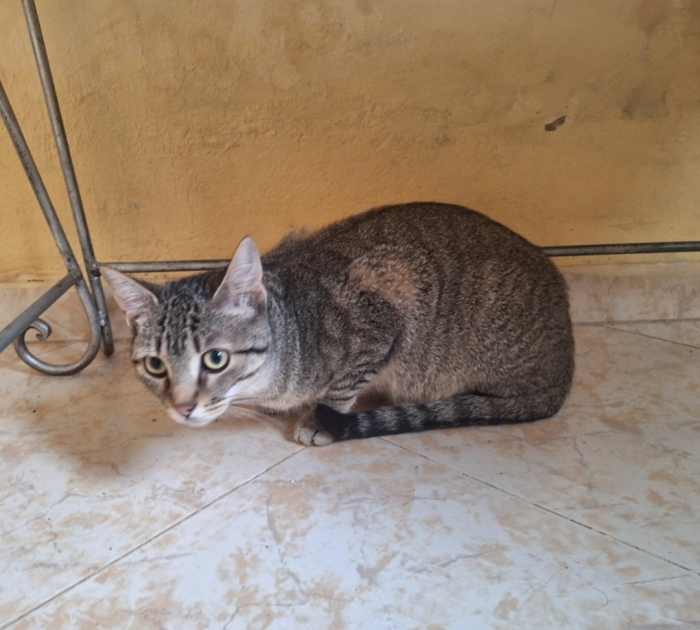 Chats pour adoption