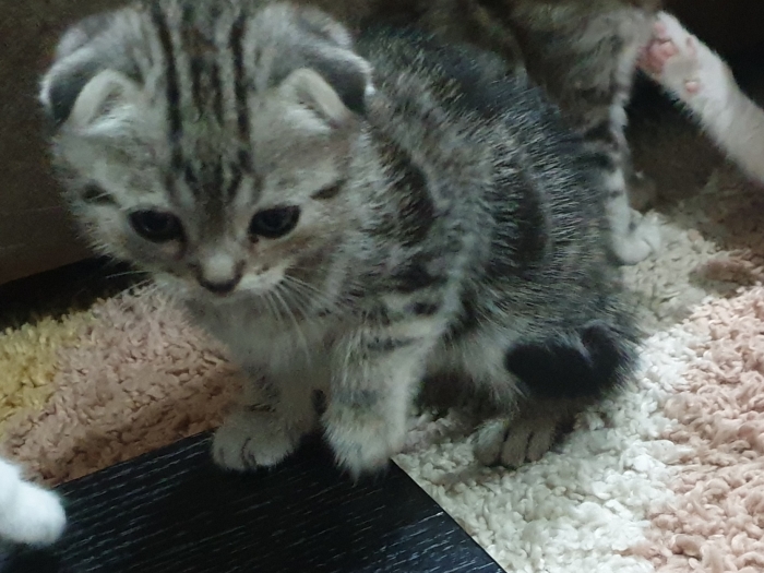 scottish fold