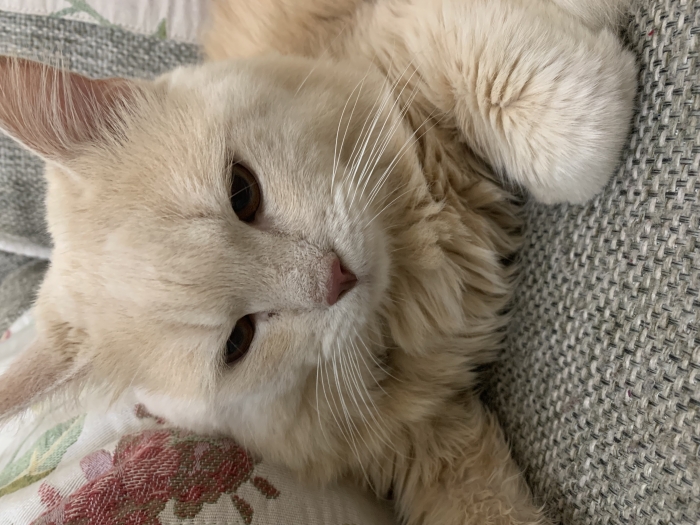 Chat