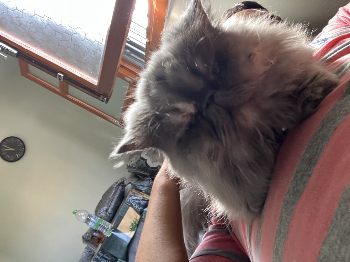 Chat femelle perso