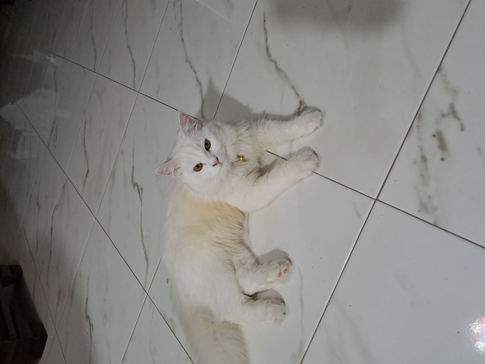 Chatte 6 mois maman persan pere angora