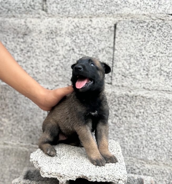 Malinois charbonne