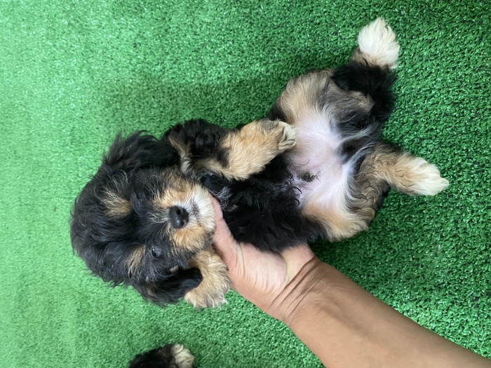 Bichon Havanais
