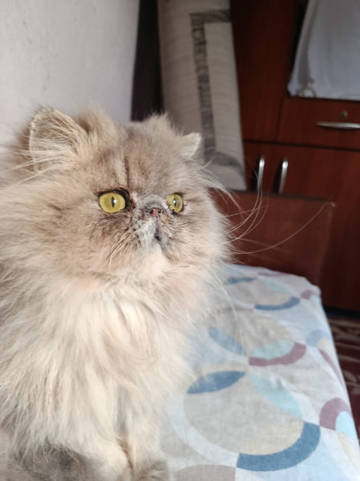 Mâle persan 5 mois