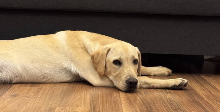Luffy labrador sable de 8mois