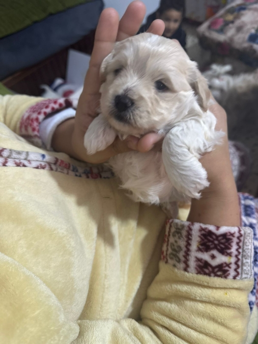 Bichon maltes