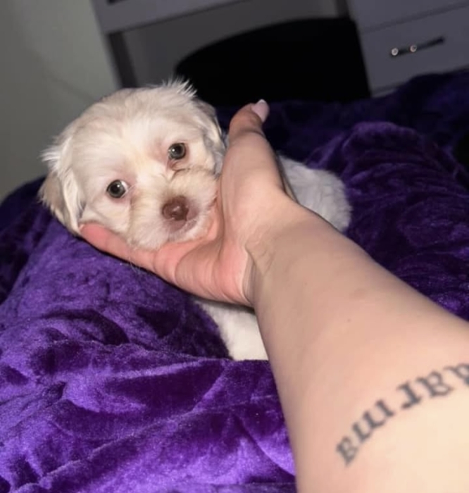 Bichon maltais toy