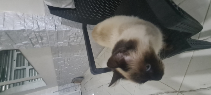 Don chatte siamois