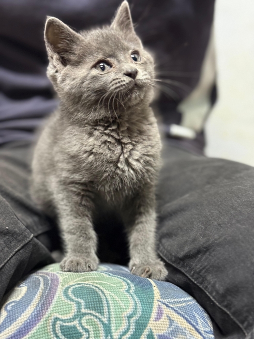 British shorthair