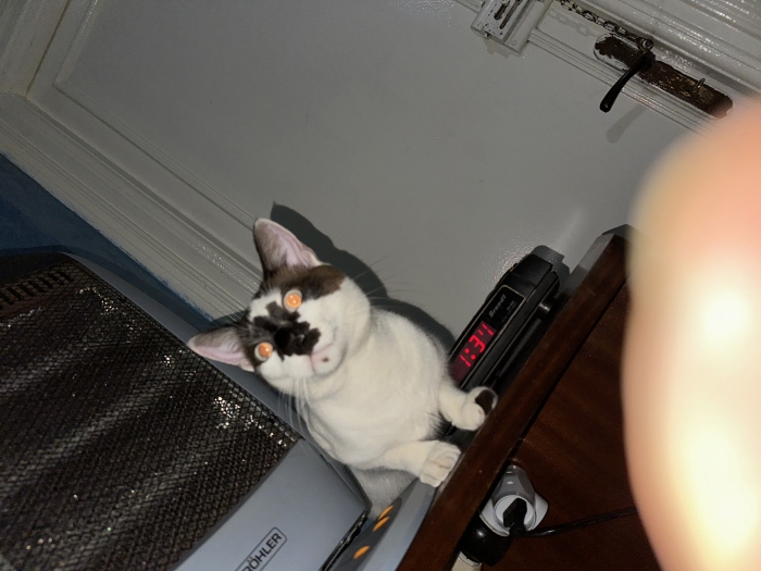 Snowshoe
