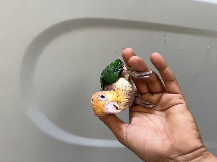 Caique