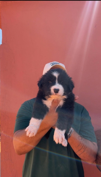 Chien d’atlas (aidi atlas )