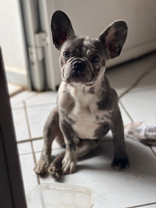 bulldog français