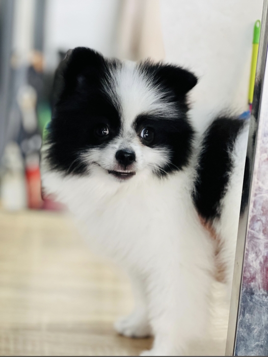 Spitz Pomeranian