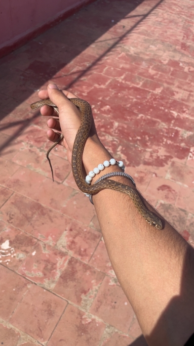 Serpent couleuvre