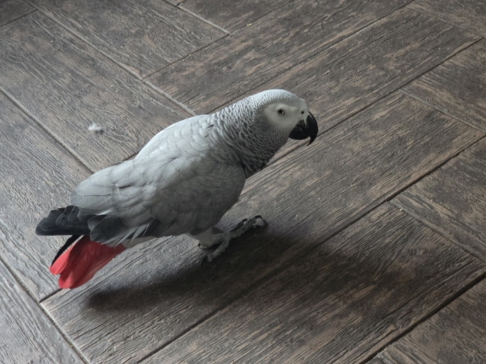 Gris gabon