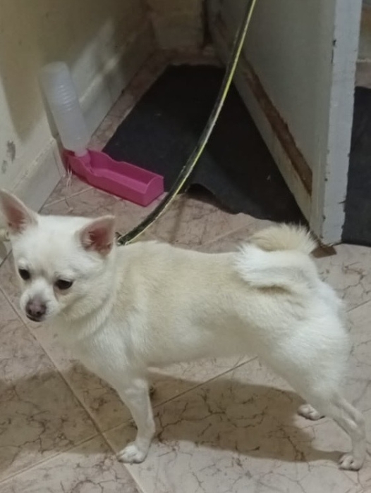Chihuahua femelle