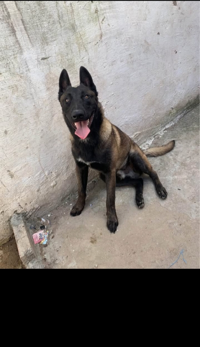 Malinois