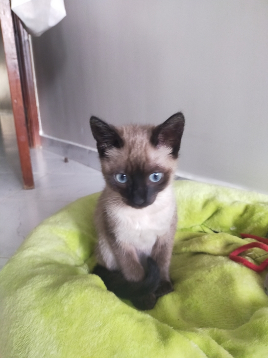 Chaton siamois poils mi-long