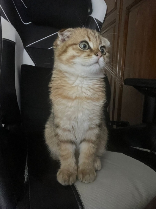 Scottish fold