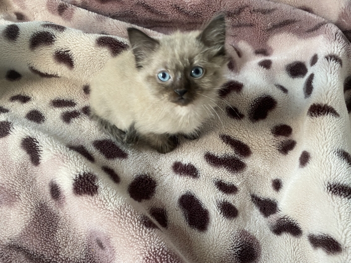 Chatons siamois balinais